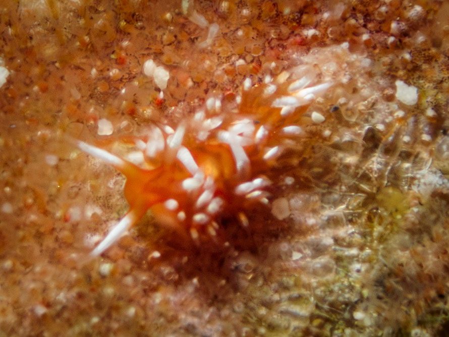 Sakuraeolis marhe